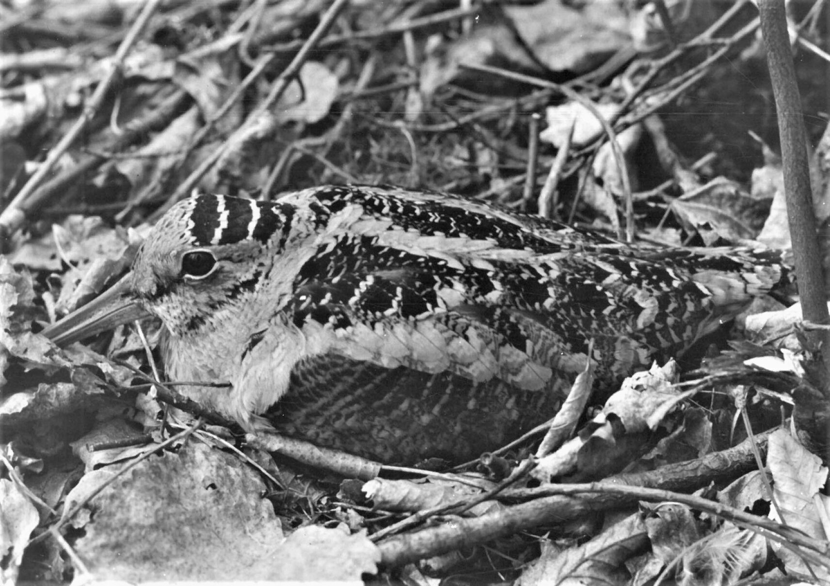 A bird in nature